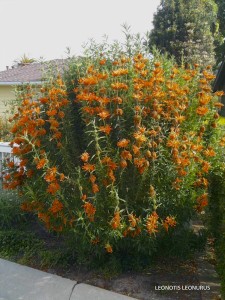 Leonotis leonurus - blooming